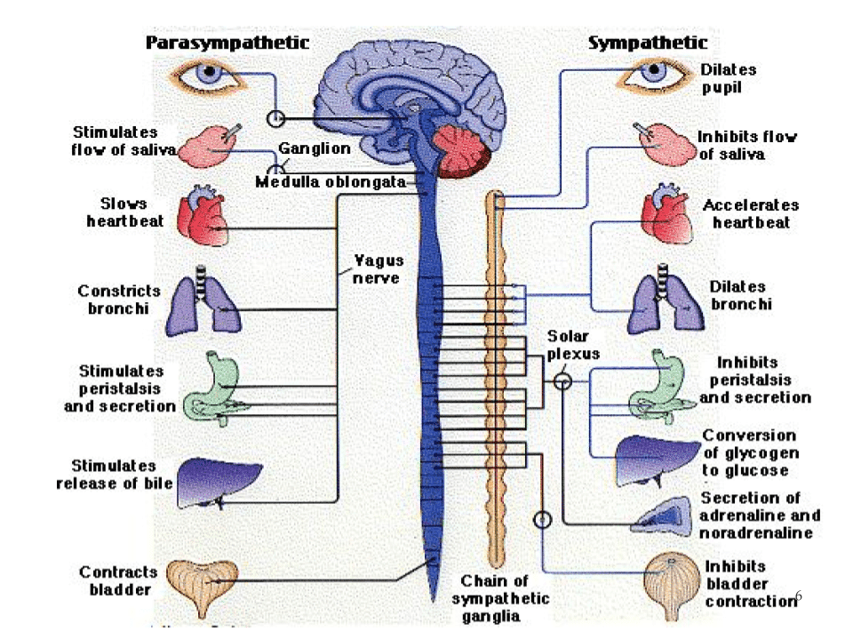 Vagus nerve